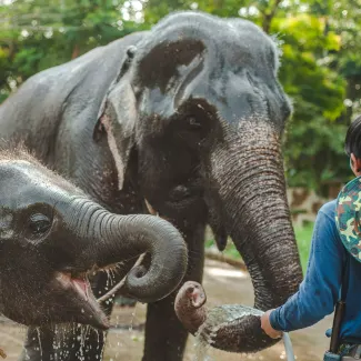 21D-Laos-Thailand-Adventure-LuangPrabang-Elephants-Highlights-325x325