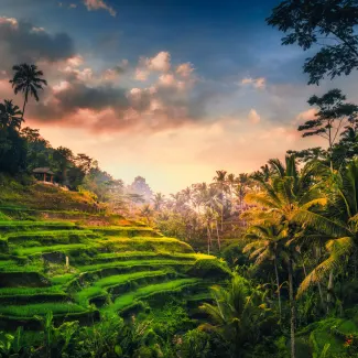 21D-Thailand-Indonesia-Bali-Rice-Terraces-Highlights-325x325