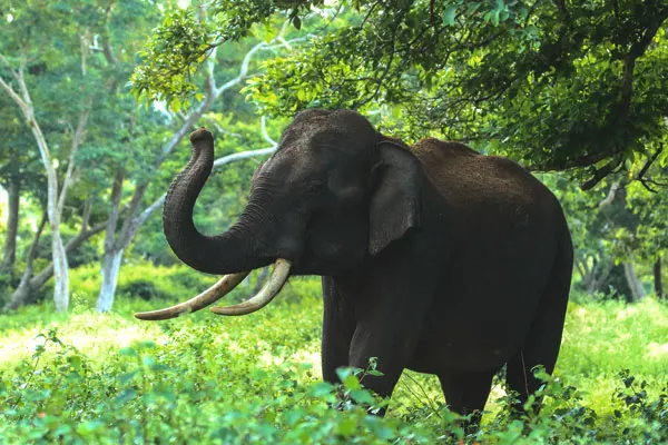 D10-Elephant