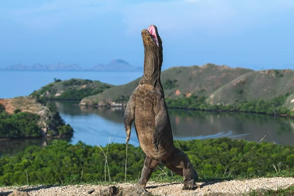 D11-Komodo-Tours