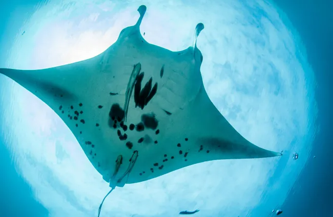 D16-Ombak-Manta-650x425