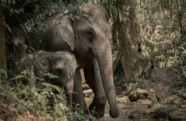 D7-Elephants-Luang-Prabang-650x425