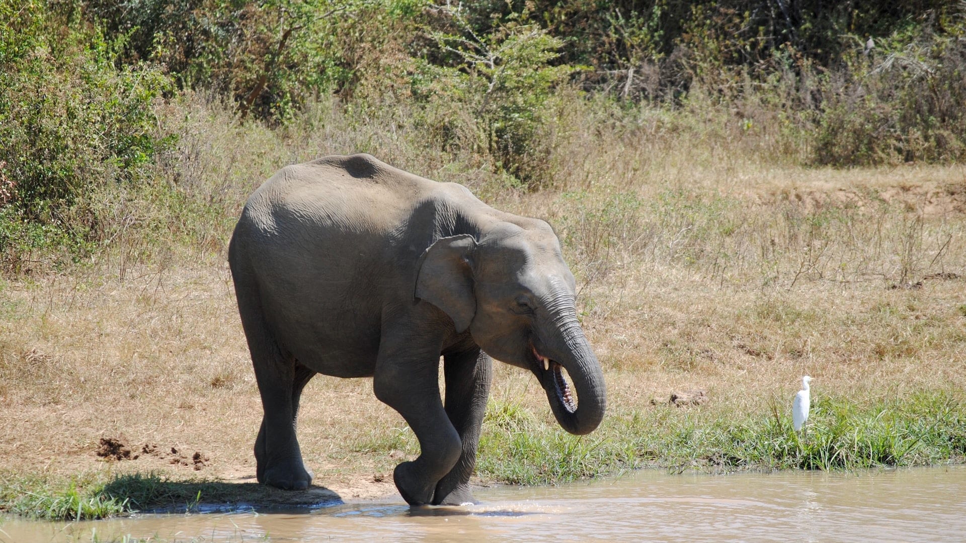 Elephant-1920x1080