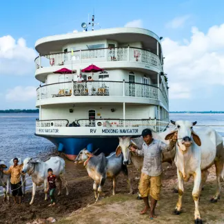 Mekong-Navigator-Mekong-Cruise-cows-325x325