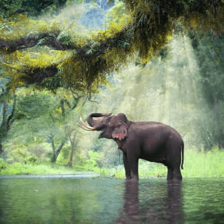 10D-Classic-Thailand-Elephants-Highlights-325x325