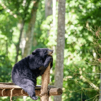 14D-Cambodia-Laos-Bear-Nature-KuangSi-Waterfalls-Highlights-325x325