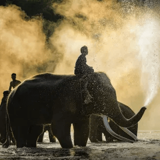 14D-Classic-Thailand-Elephants-Highlights-325x325