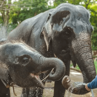 14D-Luxury-Thailand-Elephants-Highlights-325x325