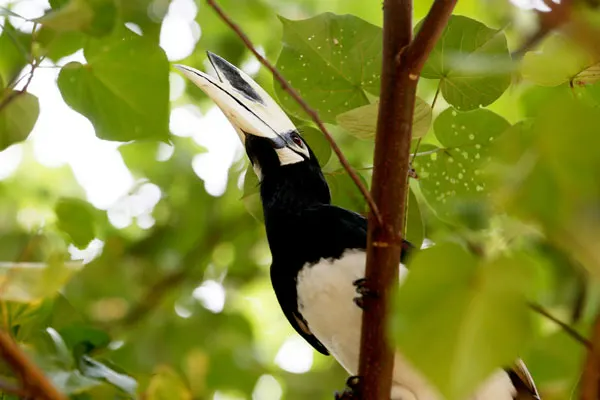 D12-Yao-Noi-Hornbill
