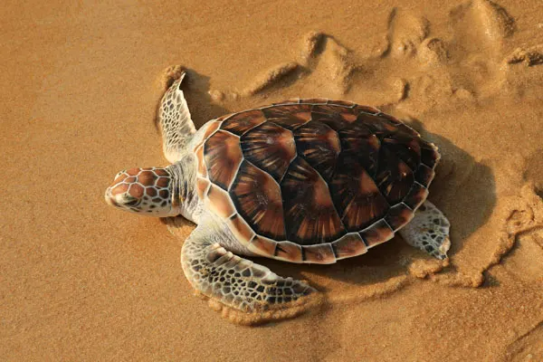 D13-Phuket-Turtle