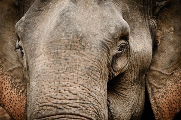 D6-Chiang-Rai-Elephant (1)