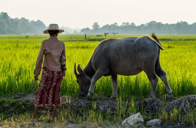 D8-Siem-Reap-650x425 (1)